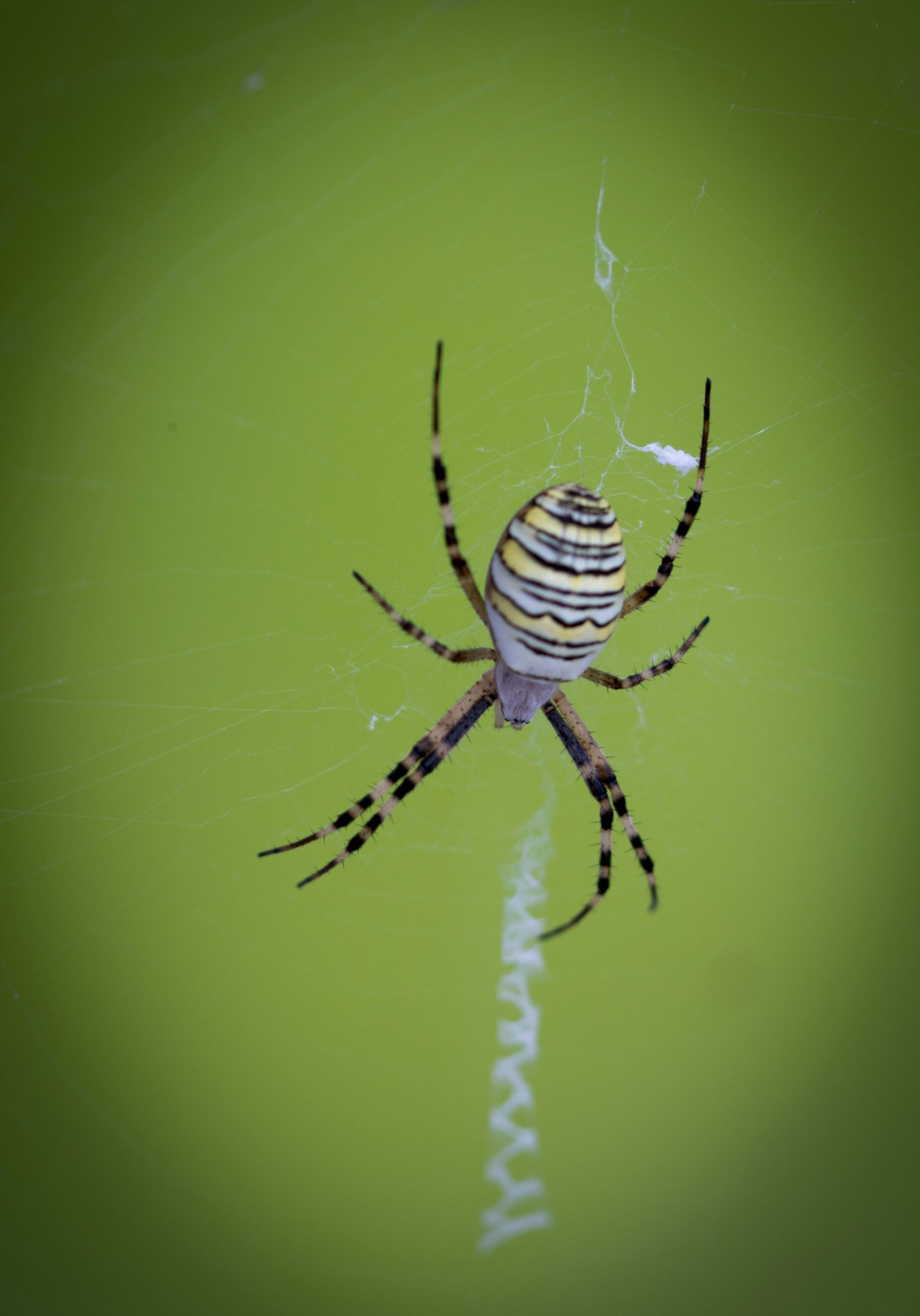 Wespenspinne Wasp spider (Argiope bruennichi)